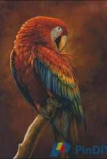 Shinysuns Cross Stitching - Scarlet Macaw Preening