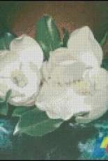 Golden Kite GK 546 - Magnolias On A Blue Velvet Cloth