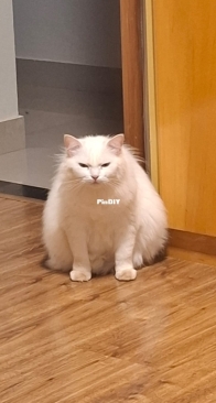 She has evil plans