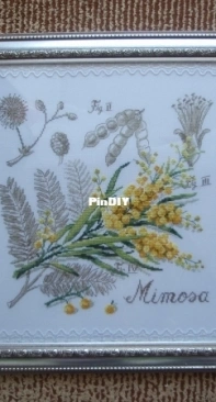 DFEA etude botanique Mimosa