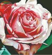 I Love Cross Stitch ILCS JH-007 - Hildas Rose XSD