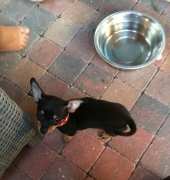 chihuahua