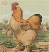 Artecy - Rooster 3