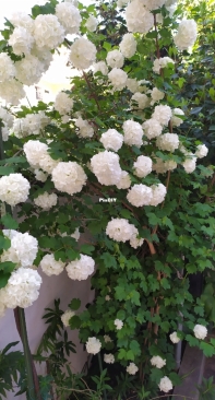 Viburnum opulus