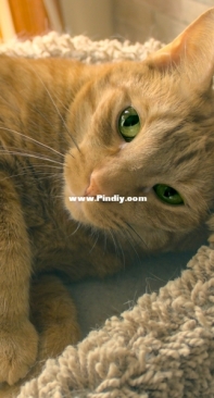 Orange stripe cat