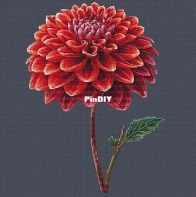 Dahlia by Anastasiia Yermakova XSD