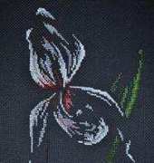 Orchid