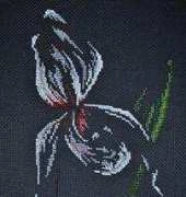 Orchid