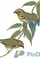 La Grand Livre des Oiseaux au point de croix (from the collection John Gould) -> 004 Black-eared Allotrius