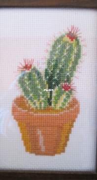 Cactus flower