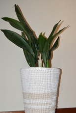 Plant pot