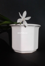 Orchids are my second hobby: Phal. speciosa var tetraspis