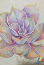 Colored Pencil Drawing - Echeveria ‘Perle von Nürnberg’