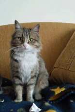 my sweet cat
