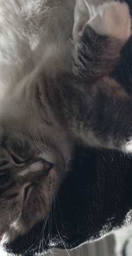 My kitties part two