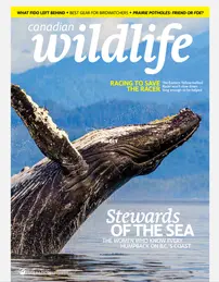 Canadian Wildlife – May-June 2026