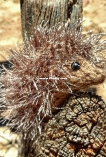 Petunia Hedgehog by Painted Luck Designs