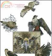 OOE - 84844 - Eyes of the Eagle