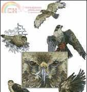 OOE - 84844 - Eyes of the Eagle