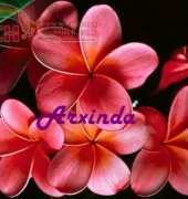Arxinda - Flores Rojas
