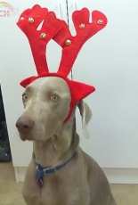 Christmas card pictures