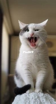 Кошка Шиша