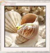 I Love CrossStitch ILCS DG-002 Coral Shell II XSD