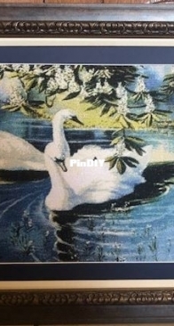 Swan Tenderness