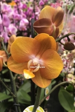 Orchids are my second hobby: one of new without name