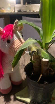 Little unicorn