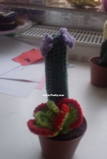 cactus 5