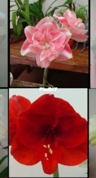 Amaryllis