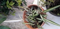 Nastrino verde