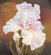 HAEMAB 125 White Iris - Marianne Broome