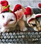 cat items