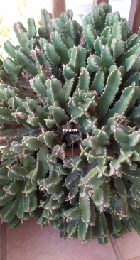 Euphoria resinifera