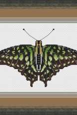 Butterfly Graphium Agamemnon by Serafima Abramova / Серафима Абрамова