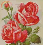 D-63 Roses