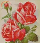D-63 Roses