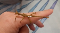 Stick insects