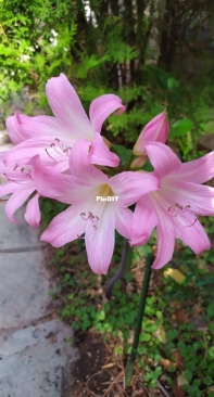 Amaryllis belladonna
