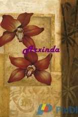 Arxinda - Bamboo Orchid
