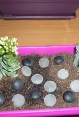 Cactus