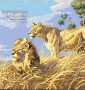 Dimensions 3866 African Lions