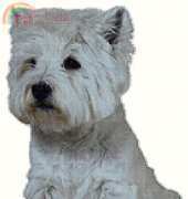 Golden Kite GK 554 West Highland White Terrier