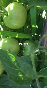 Tomatoes