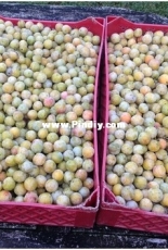 plum pie