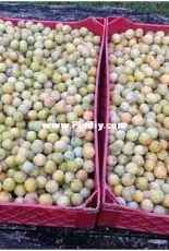 plum pie