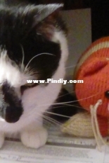 Ginger from Ginger and Smudge with friend