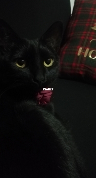 My dear Luci